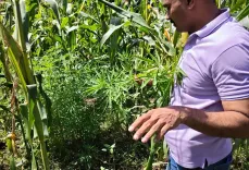 Gujarat police seize 475 kg ganja hidden in cotton fields, four arrested in Sabarkantha