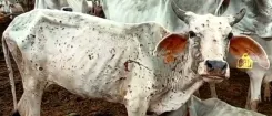 क्या गढ़वा में लम्पी वायरस ने पशुपालकों की नींद उड़ा दी?