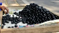 गर्मियों का तोहफा जामुन, स्वाद और सेहत का बेजोड़ संगम!