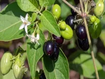 गर्मियों में इन 5 चमत्कारी पत्तों का सेवन करें और स्वस्थ रहें