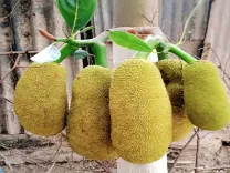 कटहल: गर्मियों में फाइबर का अनमोल स्रोत, हृदय को दें नई ताकत