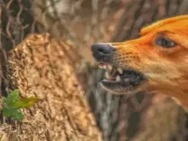 गौतमबुद्धनगर : 5 महीने में ही 74,550 बाइट केस दर्ज, स्ट्रीट डॉग्स के काटने के सबसे ज्यादा मामले