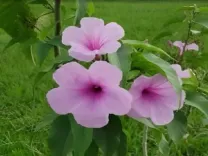 घर में जरूर लगाए ये तीन पौधे, त्वचा और पेट संबंधी रोगों से मिलेगा छुटकारा 