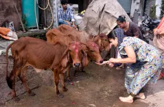 गोमूत्र खरीद से ग्रामीण आय का नया द्वार: बुलंदशहर में ₹10/लीटर पर पायलट, 15 गांव जुड़े