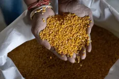GI-tagged Gulbarga Tur Dal exported to Maldives, Karnataka farmers earn 30% more