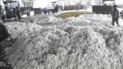 How is the Government Enhancing Cotton Procurement Efforts with 550 Centres?