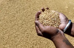 India lifts wheat flour export ban: atta, maida, semolina now free