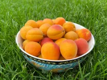 Goyal Hails First Ladakh Organic Apricot Export to UAE