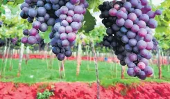 What Challenges Are Grape Farmers Facing in TN's Theni District?