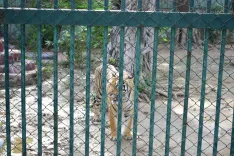 Ahmedabad Zoo deploys 40 air coolers, ORS water to protect 2,190 animals in heatwave