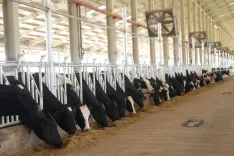 Gujarat's Bhildi centre to produce 25,000 cattle embryos a year, boost milk yields