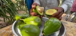 गुजरात के किसान दानुभाई सोलंकी की एवोकाडो क्रांति: ₹800–₹1,500/kg भाव, लाखों की कमाई
