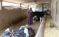 क्या डांग की महिलाएं पशुपालन से सशक्त बनीं? सरकार का आभार व्यक्त किया