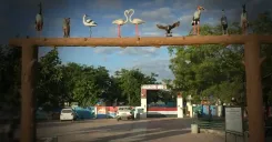 क्या गुजरात का खिजड़िया पक्षी अभयारण्य प्रवासी पक्षियों की चहचहाहट से गूंज रहा है?