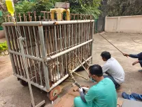 Paralysed Gujarat leopard walks again after 6-month GEER Foundation rehab