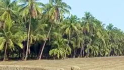 How has Gujarat Achieved a Record Coconut Production of Over 26 Crore?