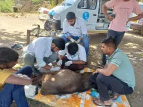 How Has Gujarat’s Mobile Veterinary Scheme Treated 85 Lakh Animals for Free?