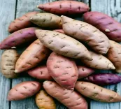 गुणों का खजाना है शकरकंद, सेवन से शरीर रहेगा स्वस्थ