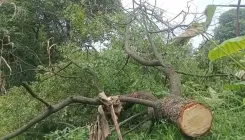 क्या हमीरपुर में चंदन तस्कर बेखौफ हैं, निजी जमीन से काट ले गए पेड़?