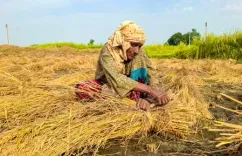 Haryana paddy procurement hits 15.52 LMT, 27% of Kharif 2026-27 target