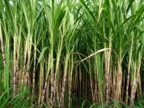Has Haryana Increased Sugarcane Rates by Rs 15 per Quintal?