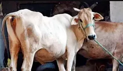 Is the Tying of Cattle in Public Streets a Human Rights Concern in Haryana?