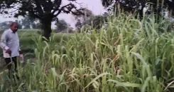 जींद के किसानों के लिए मृदा स्वास्थ्य कार्ड योजना बनी संजीवनी, कम खाद में बढ़ रही फसल उत्पादकता