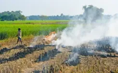 Haryana launches Parali Protection Force to curb stubble burning ahead of harvest