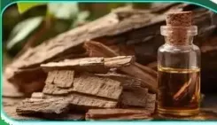 हृदय की मांसपेशियों को मजबूती देता है अर्जुन की छाल का रस, जानें क्या कहता है आयुर्वेद