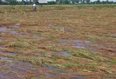 Could Heavy Rain Lead to Crop Losses for Farmers in Thanjavur?