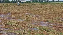 How Have Heavy Rains Impacted Over 14,000 Acres of Paddy in TN Delta Districts?