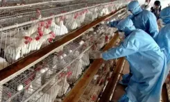 How are heightened measures being implemented in TN's Namakkal amid bird flu cases in Kerala?