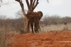 High alert sounded in TN's in Valparai as elephant rampage continues