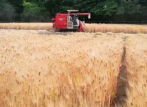 How is Himachal govt supporting naturally grown barley?