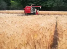 Himachal govt procures 140 quintals of naturally grown barley 