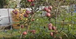 CAN fertiliser shortage hits Himachal apple growers; Thakur writes to Centre