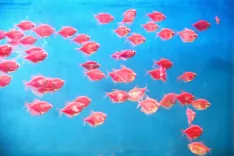 तमिलनाडु के तट पर 15 अप्रैल से मछली पकड़ने पर 61 दिनों का प्रतिबंध: जानें कारण और प्रभाव