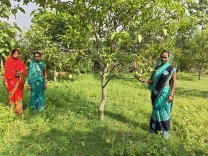 झारखंड के आदिवासी किसानों का आम्रपाली आम दुबई पहुंचा, महिला FPC को मिला 180% अधिक रिटर्न