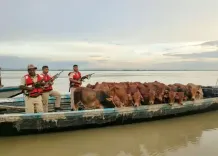 असम: मवेशी तस्करी के संदेह में 4 बांग्लादेशी समेत 5 गिरफ्तार, सीमा पार नेटवर्क की जांच तेज