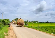 दिल्ली हाईकोर्ट का महत्वपूर्ण निर्णय: एफएसएसएआई को मवेशियों के चारे पर नियंत्रण का अधिकार नहीं