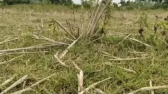 नमक्कल में सूखे का संकट गहराया: 20 से अधिक झीलें सूखीं, हज़ारों एकड़ खेती खतरे में