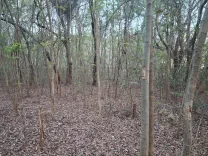 केंद्रीय मंत्रालय ने एनआईटी राउरकेला में 2,000 पेड़ों की कटाई पर ओडिशा सरकार से मांगी रिपोर्ट