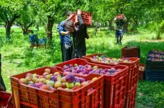 जीएसटी दरों में कटौती कृषि और डेयरी क्षेत्रों के लिए एक बूस्टर शॉट, किसानों को होगा लाभ 