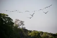 अत्यधिक गर्मी से ट्रॉपिकल क्षेत्रों में पाए जाने वाले पक्षियों की संख्या में भारी गिरावट: स्टडी