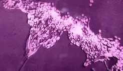 आईसीएमआर के शोधकर्ताओं ने फंगल पैथोजन से निपटने का नया तरीका विकसित किया