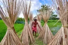 भारत ने बांग्लादेश से जूट आयात पर रोक लगाई, डंपिंग से स्थानीय किसानों और मिलों को हो रहा था नुकसान 