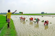 मानसून में सुधार से खरीफ फसलों का संकट टला, 19 अगस्त तक बारिश की कमी घटकर 12.6% पर
