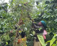 क्या प्रधानमंत्री मोदी की प्रशंसा से कर्नाटक के कॉफी उत्पादक उत्साहित हैं?