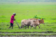 किसान सारथी प्लेटफॉर्म से जुड़े 2.95 करोड़ किसान, 4,767 आईसीएआर वैज्ञानिक दे रहे डिजिटल कृषि परामर्श
