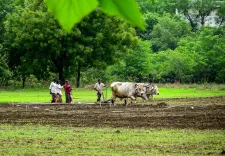महाराष्ट्र में खरीफ बुआई 59% तक पहुँची, पर पिछले साल के 82% से काफी पीछे